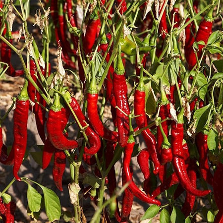 Сушени люти пушени чушки